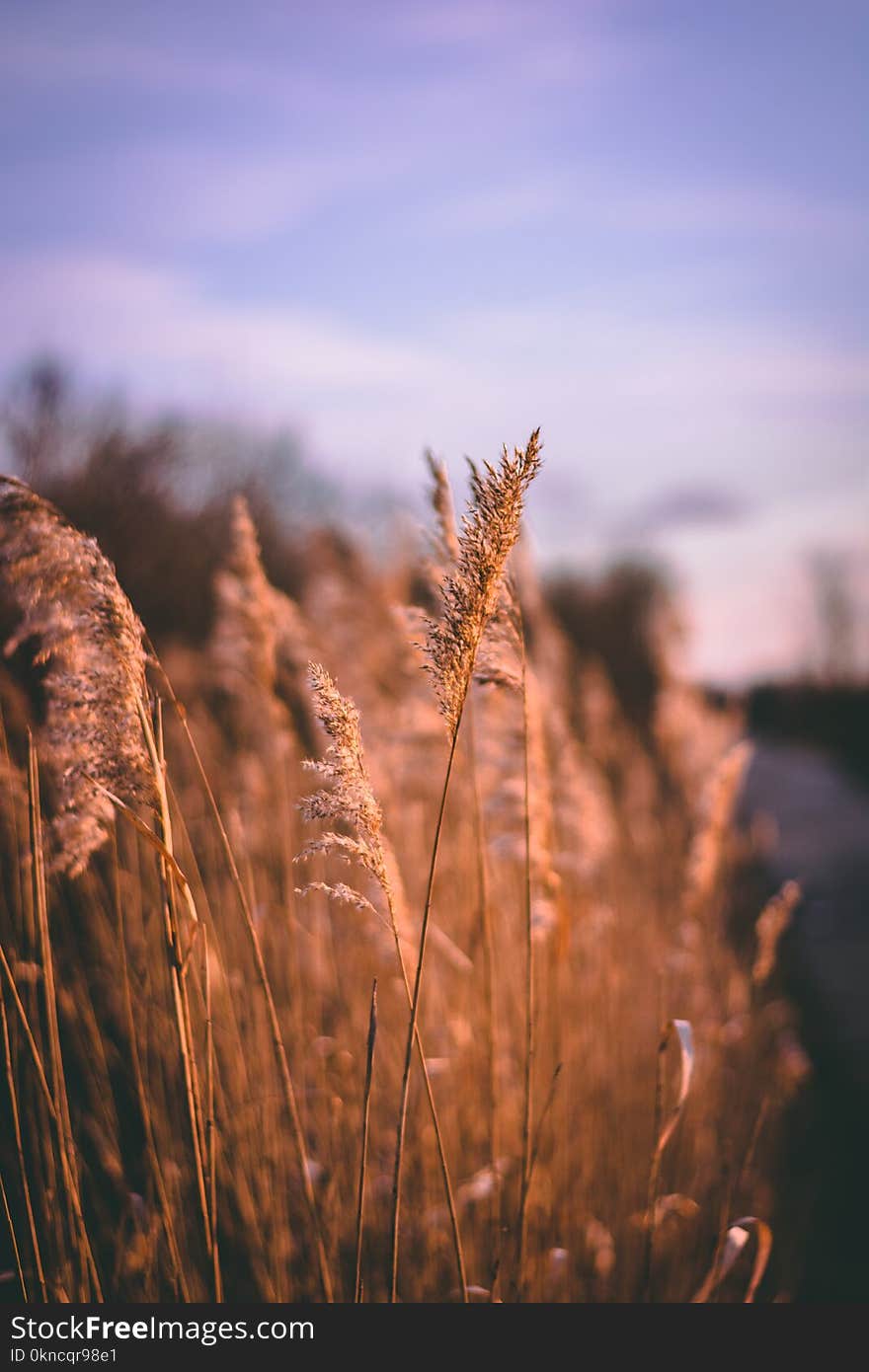 Selective Photo of Brown Plant