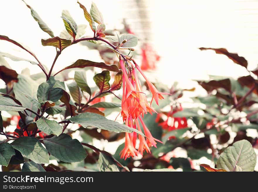 Selective Focus Photo of Orange Honeysuckle Flowers