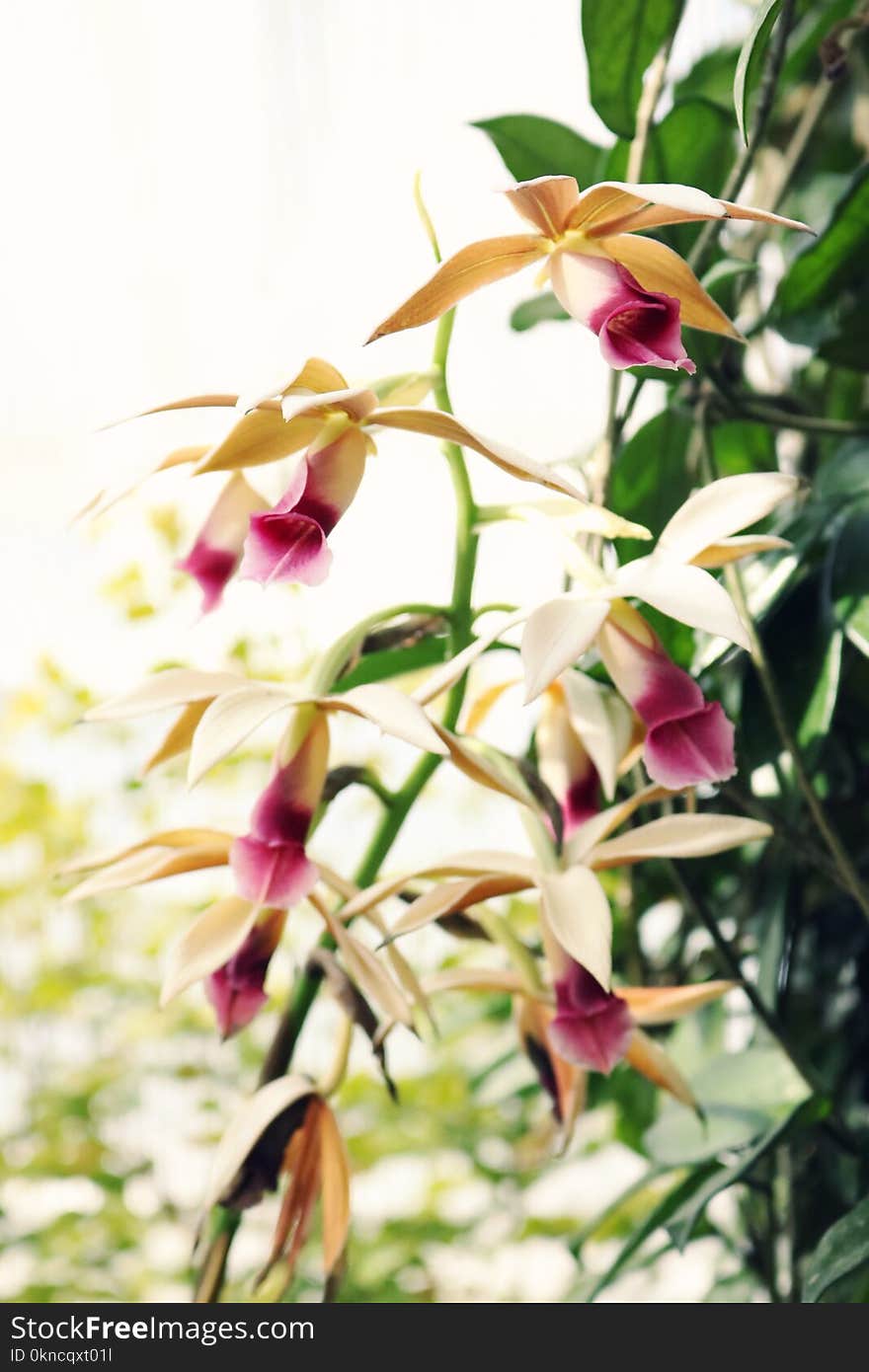 Yellow and Purple Petaled Flowers