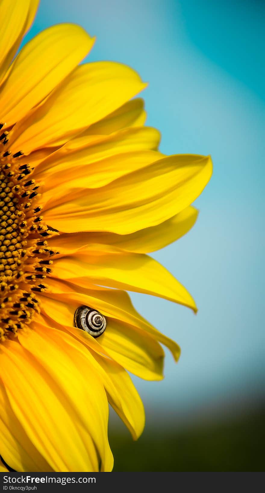 Yellow Sunflower