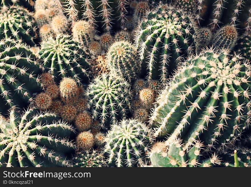 Green Cactus Lot