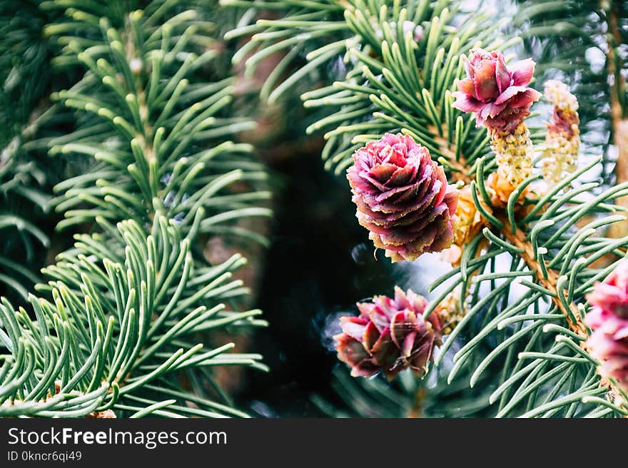 Red Pinecones