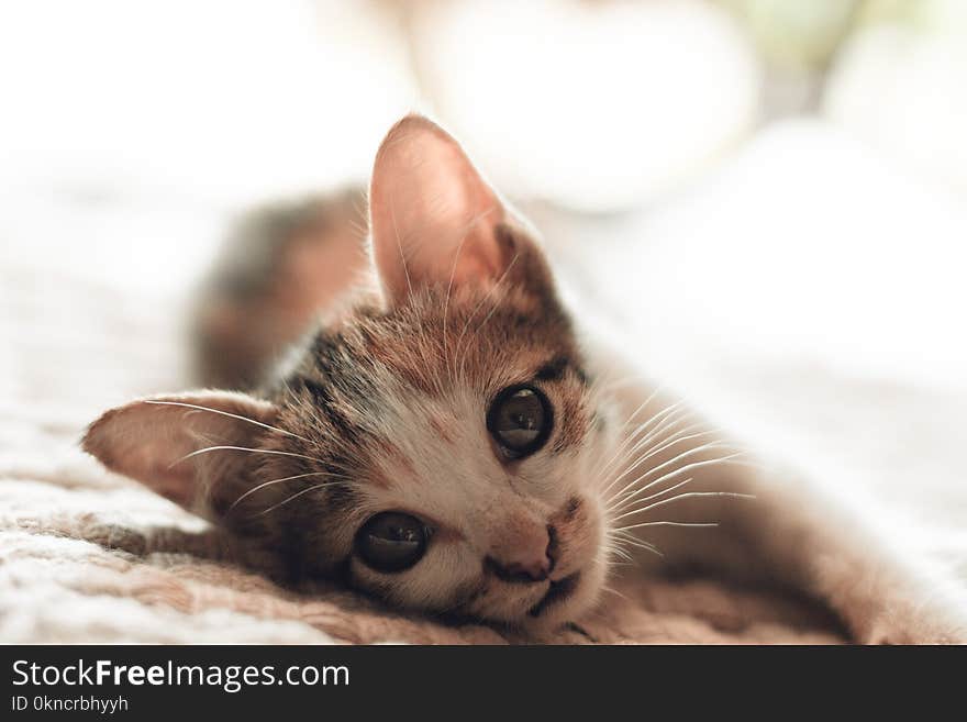 Close-Up Photography of Kitten