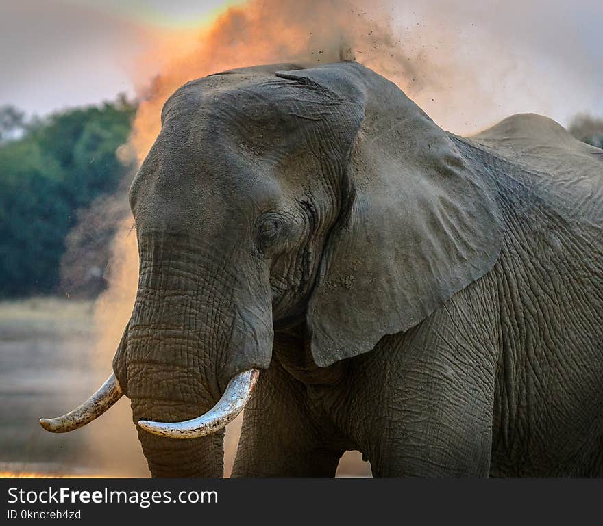 Photo of Elephant