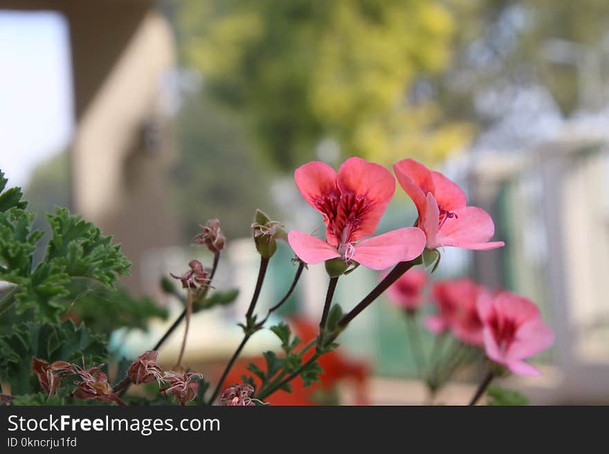 Focus Photo of Pink Petaled Flowers