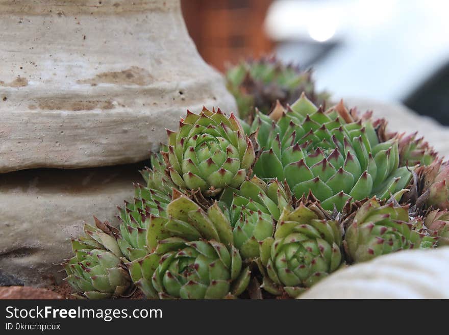 Green Succulent Plant Close-up Photography