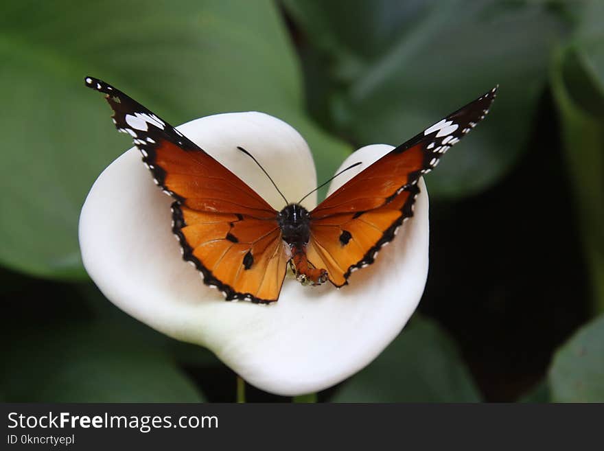 African Monarch Butterfly on White Calla Lily Flower