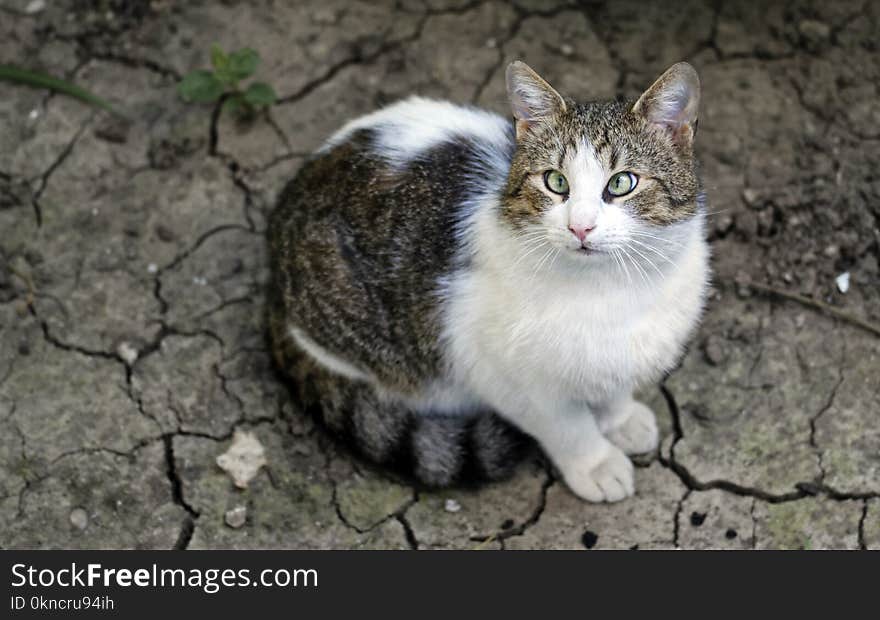 White and Brown Tabby Cat