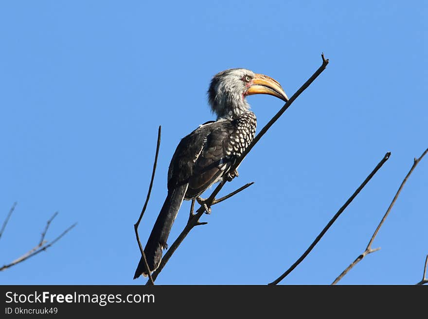 Black Bird in Tree Branch