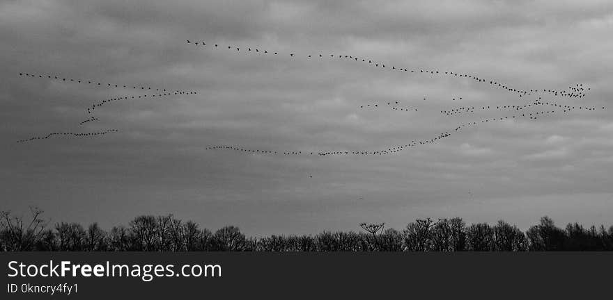 Flock of Flying Bird Formation in Grayscale Photography