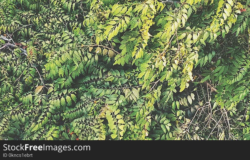 Green Leaf Plants