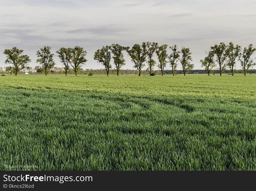 Green Tress and Green Grasses