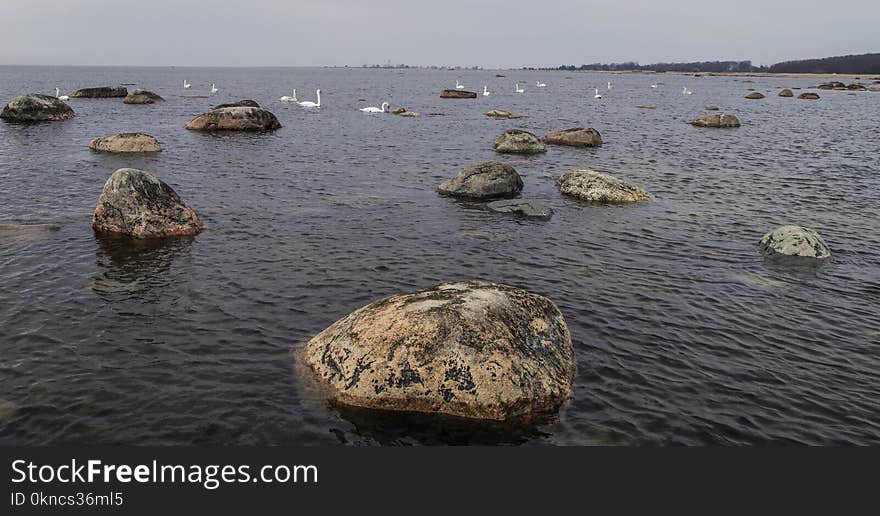 Flock of White Swans on Body of Water