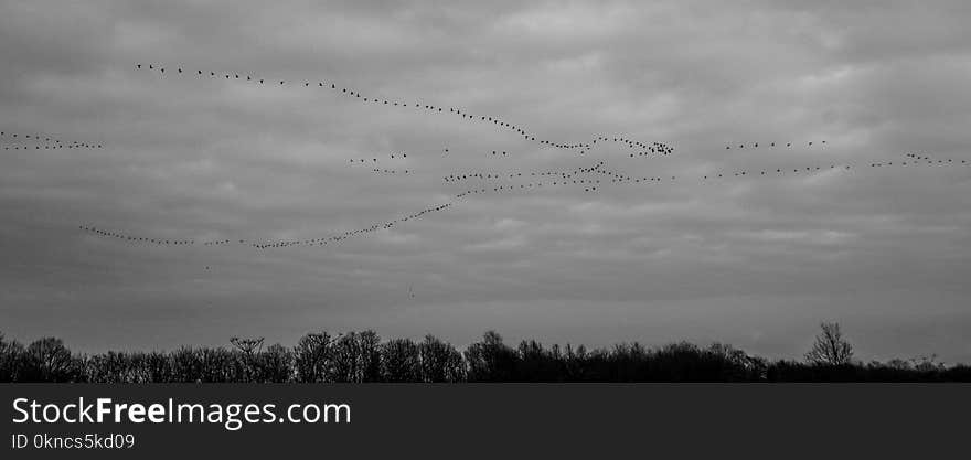 Silhouette of Flock of Birds Flying Under White Clouds