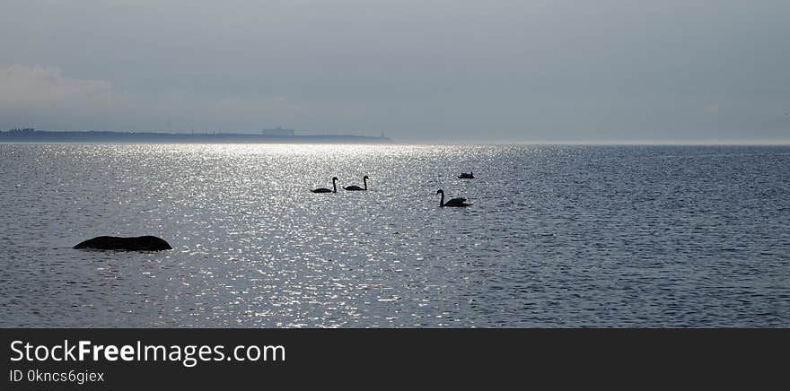 Silhouette of Flock of Swans on Body of Water