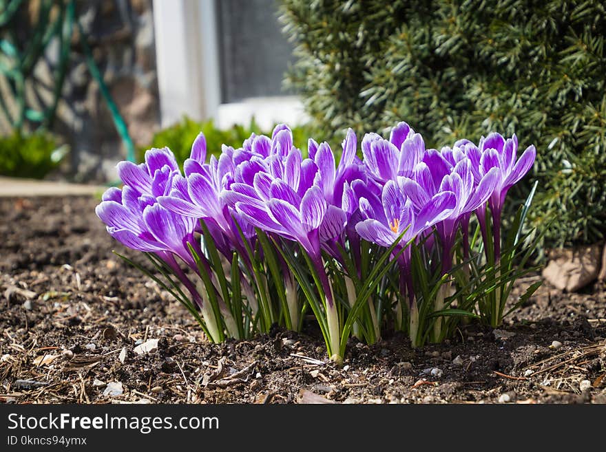 Close-up Photo of Purple Crocus Flowers