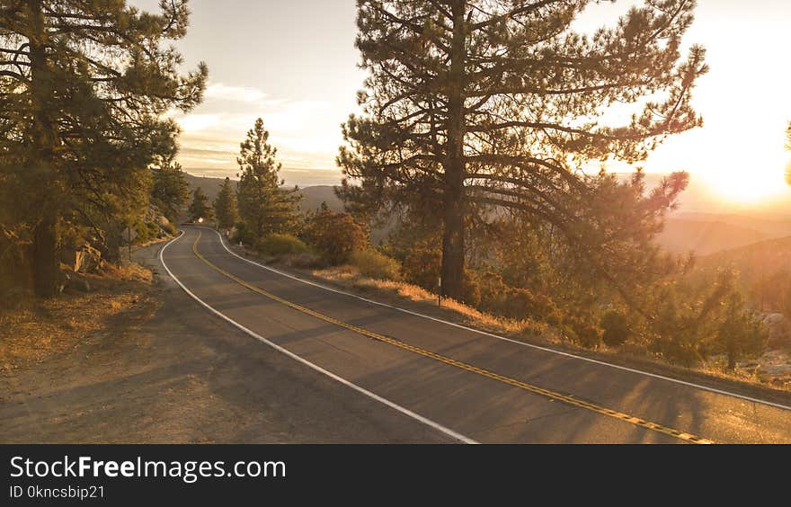 Concrete Road Between Trees