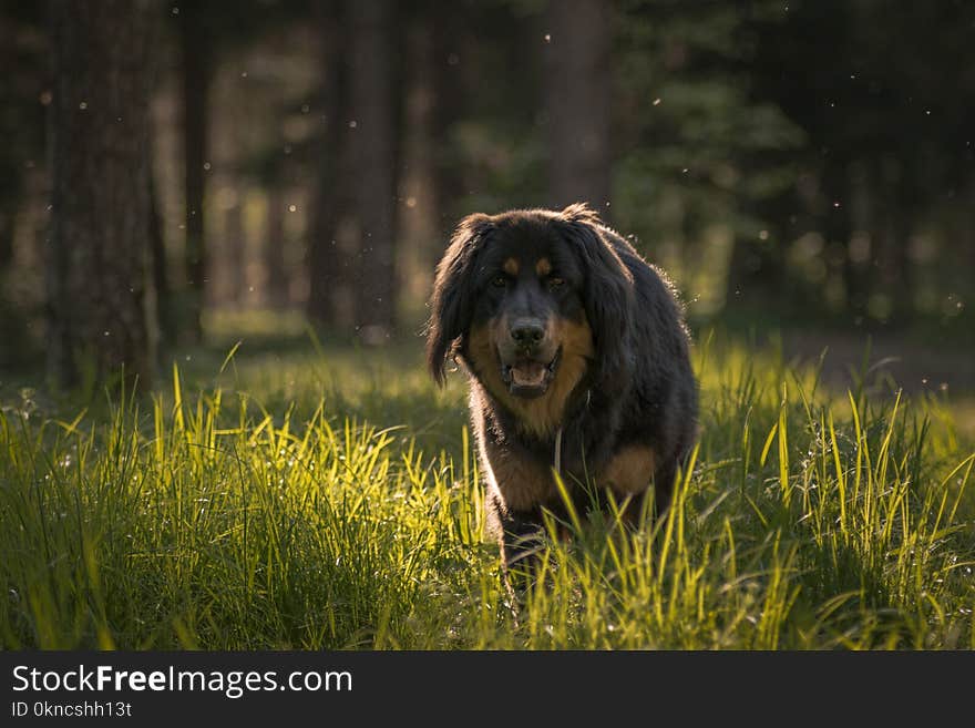 Brown Dog Walking Through Grass