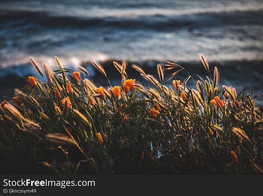 Photo of golden flowers beside body of water