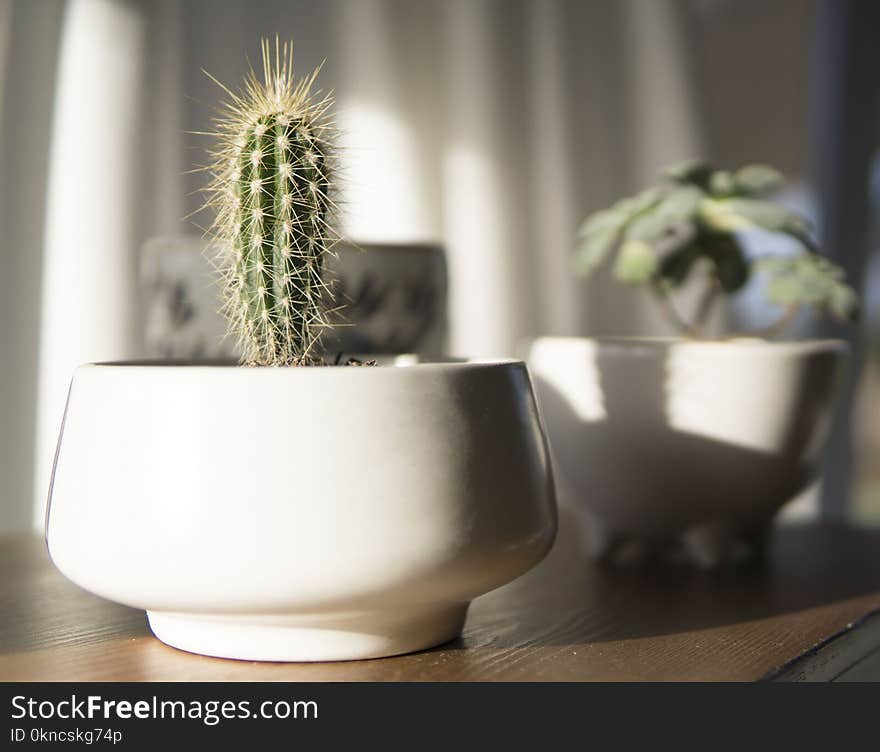 White Potted Cactus Plant in Closeup Photo