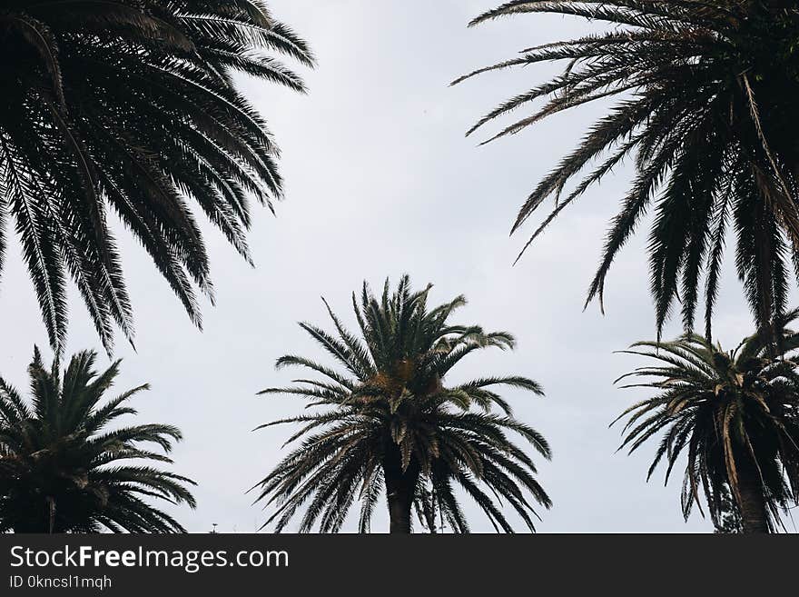 Green Tropical Trees Photography