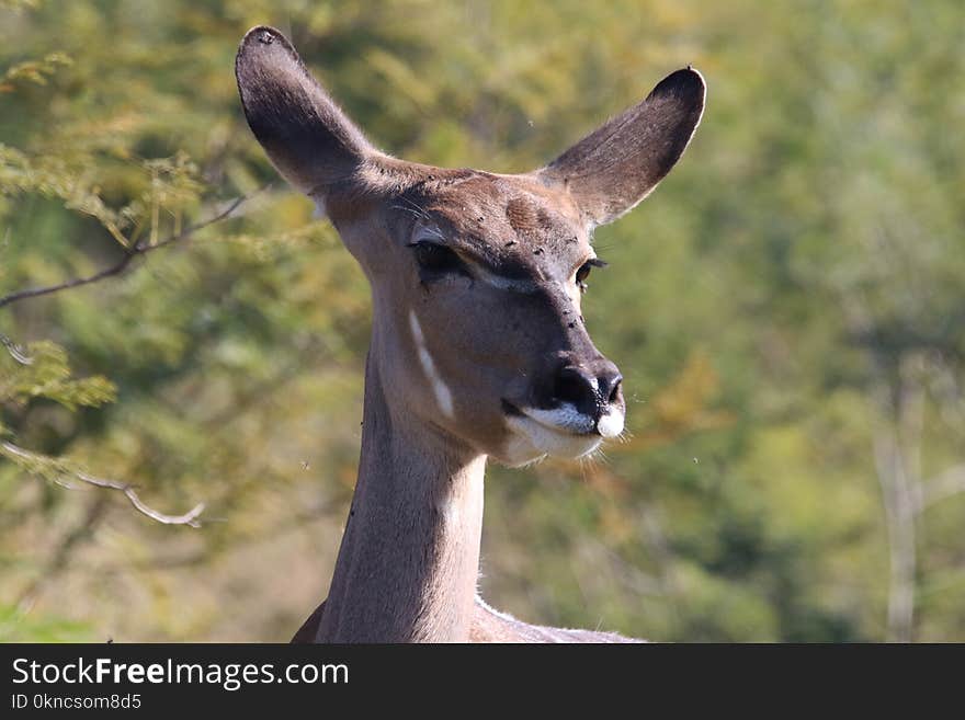 Closeup Photography of Brown Kangaroo