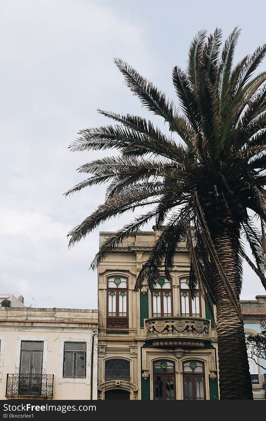 Green Palm Tree Across Concrete House