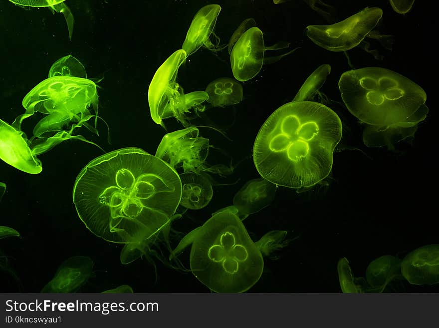 Underwater Photography of Green Jelly Fish