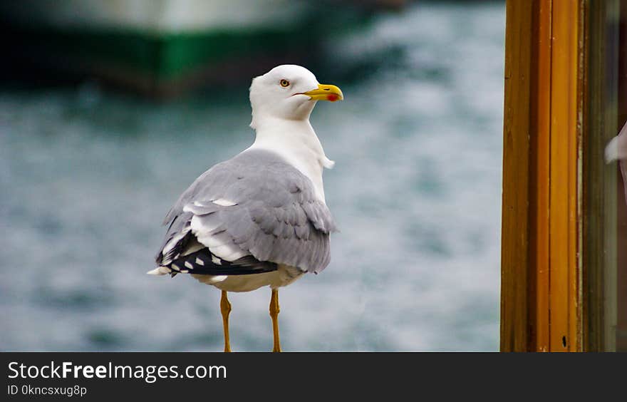 White and Gray Small Beaked Bird Near Brown Wooden Frame