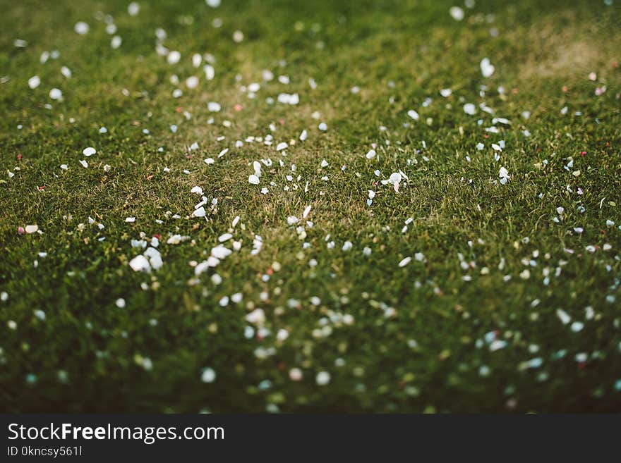 Closeup Photo of Green Grass