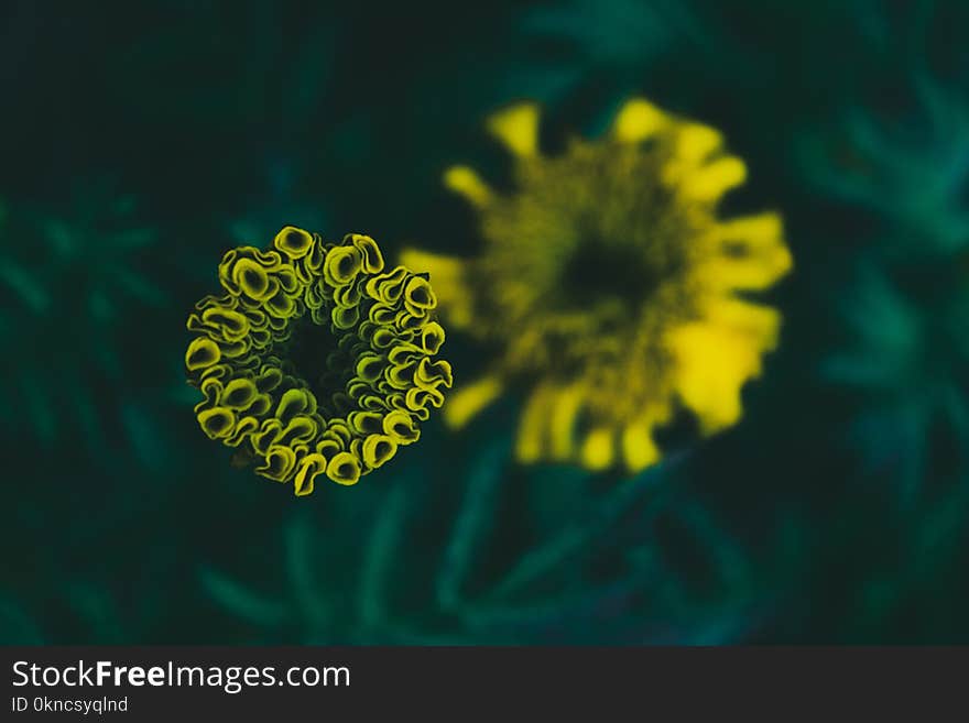 Selective Focus Photography of Yellow Petaled Flower