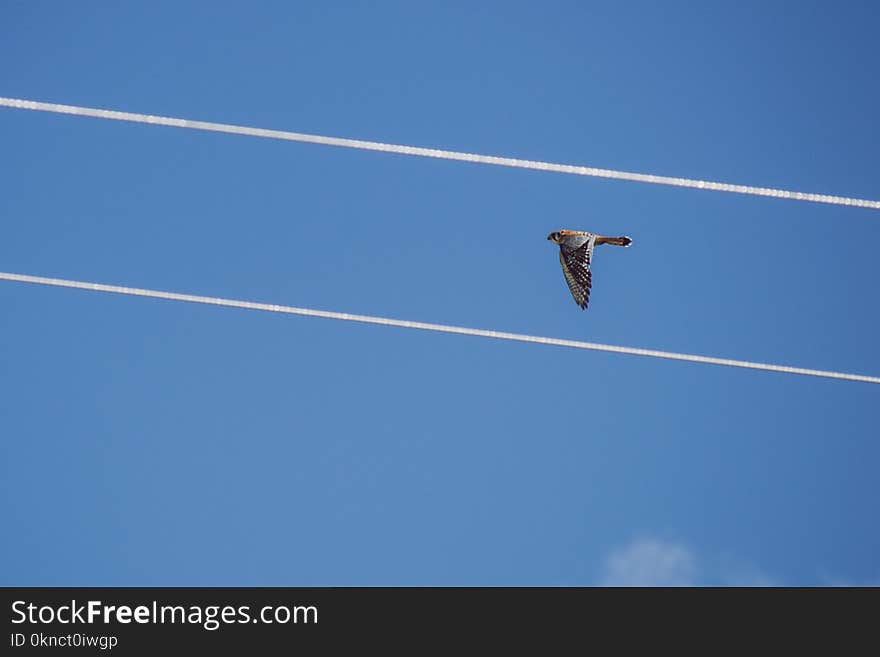 Red-tailed Hawk Flying Under Blue Sky