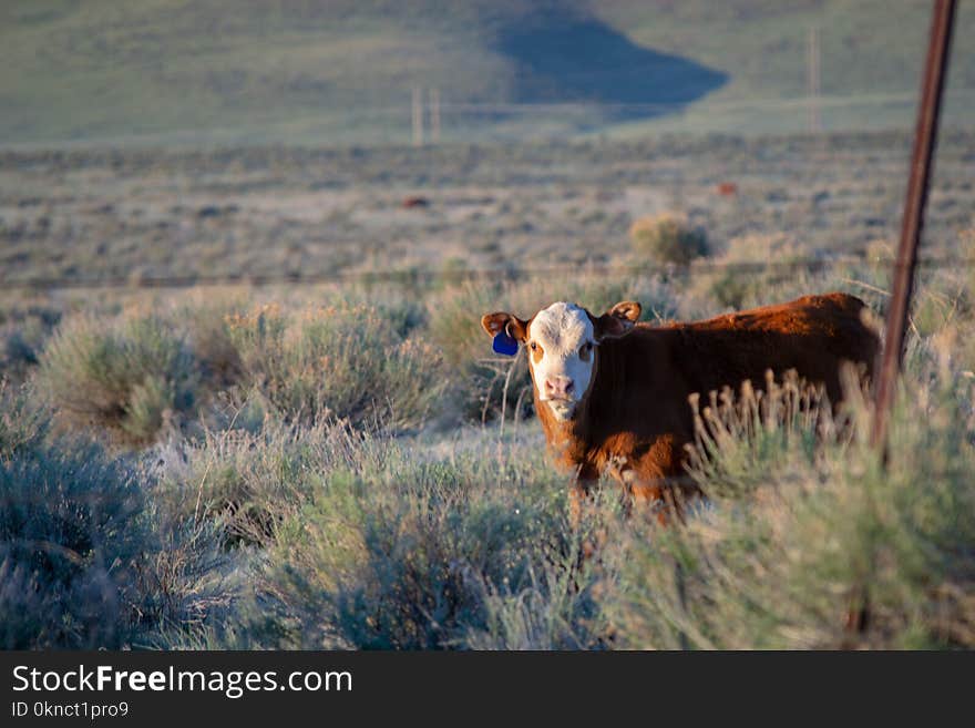 White and Brown Cow on Green Grass