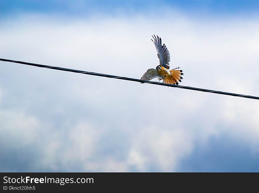 Red-tailed Hawk Flying over Black Cable