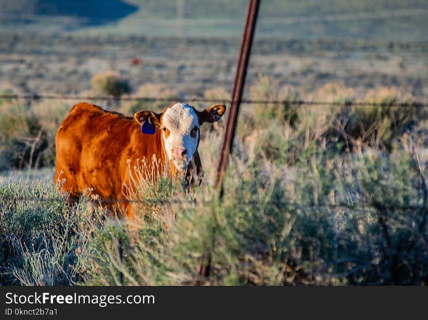 Brown Cow on Green Grass