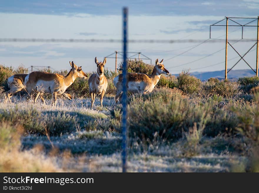 Three White-and-brown Four-legged Animals