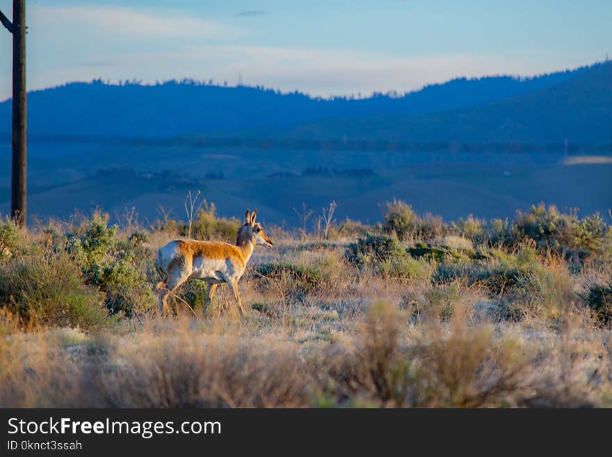 Brown Deer on Green Grass Field