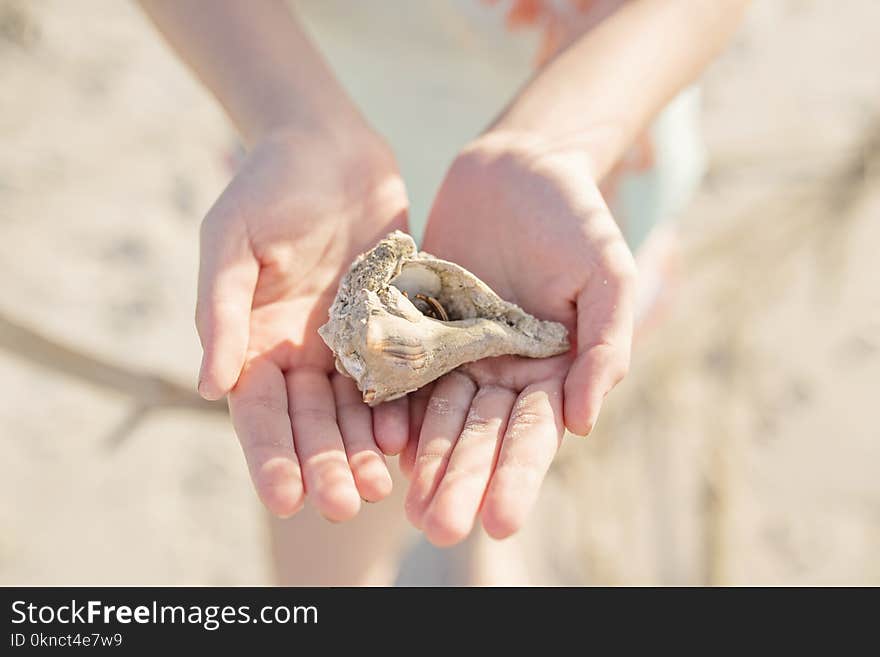 Photo of Person Holding Seashell