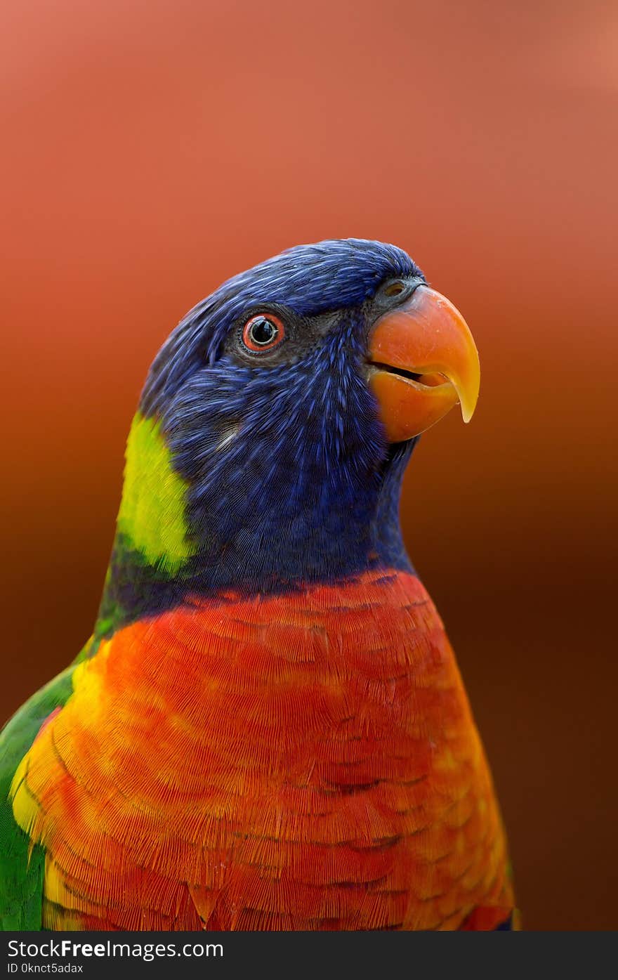 Close-up Photography of Blue, Orange, and Green Parrot