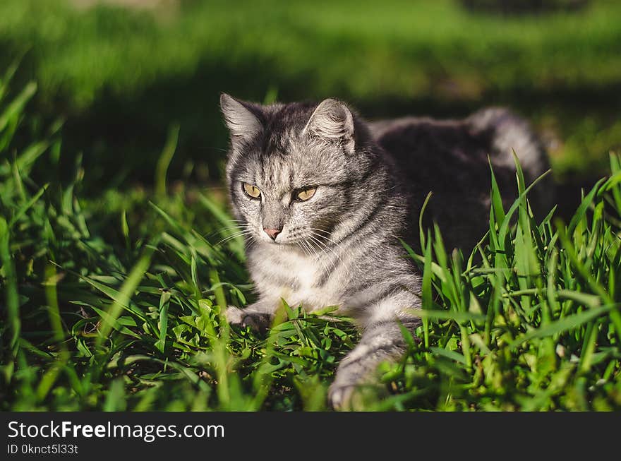 Focal Focus Photography of Silver Tabby Cat Lying on Green Grass Field