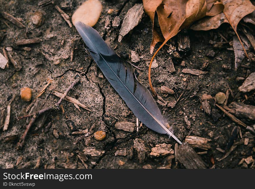 Black Feather Surrounded by Dried Leaves