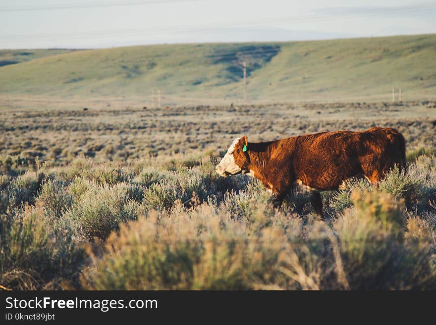 Brown and White Cattle in the Middle of Grassland