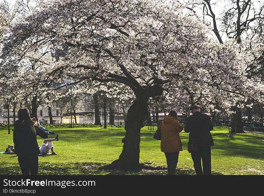 People Under White Flower Tree Photo Taken