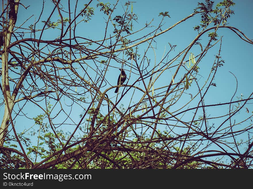 Crow on Tree Branch