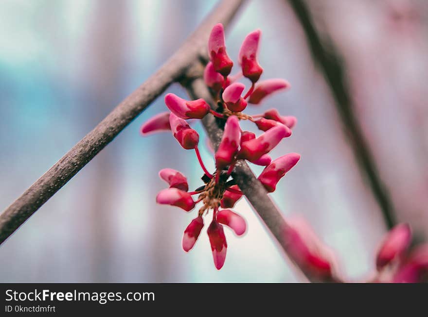 Selective Focus Photography of Red Petaled Flower