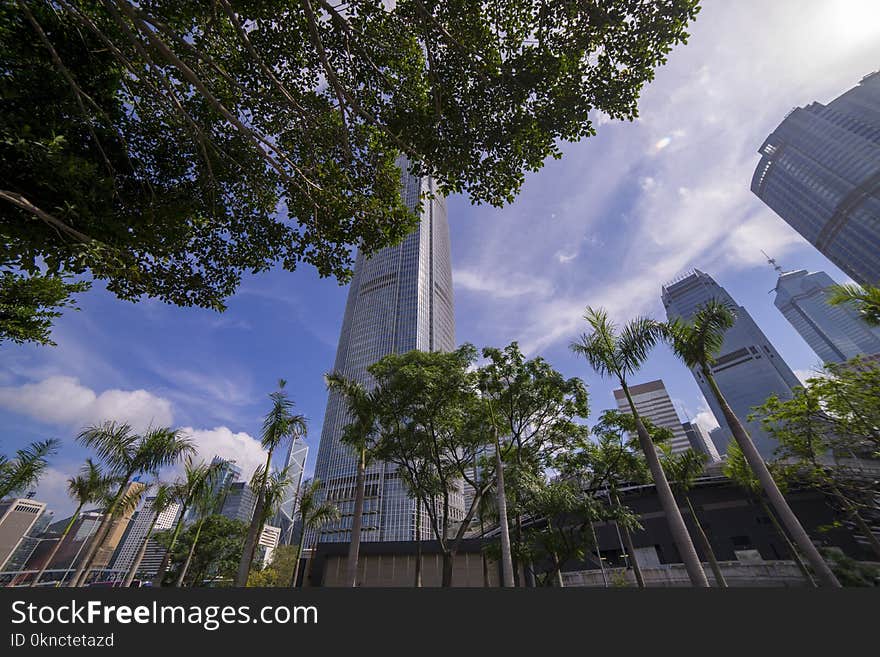 Worm&#x27;s Eye View of Buildings and Trees