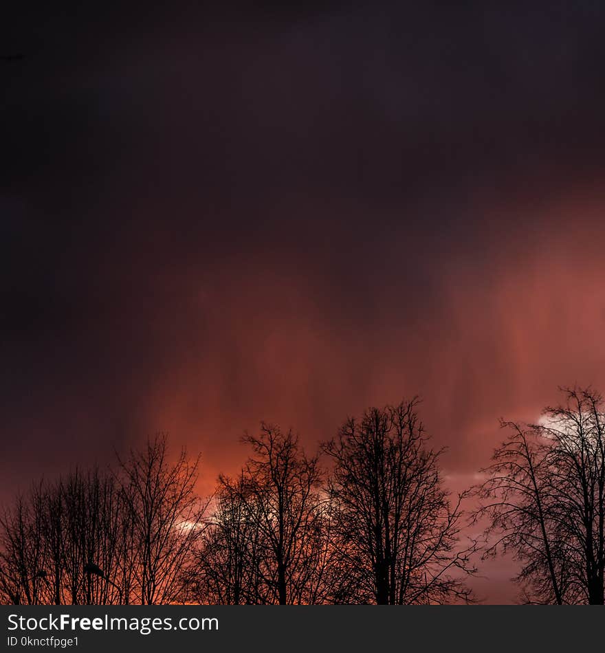 Silhouette View of Trees Under Dim Sky