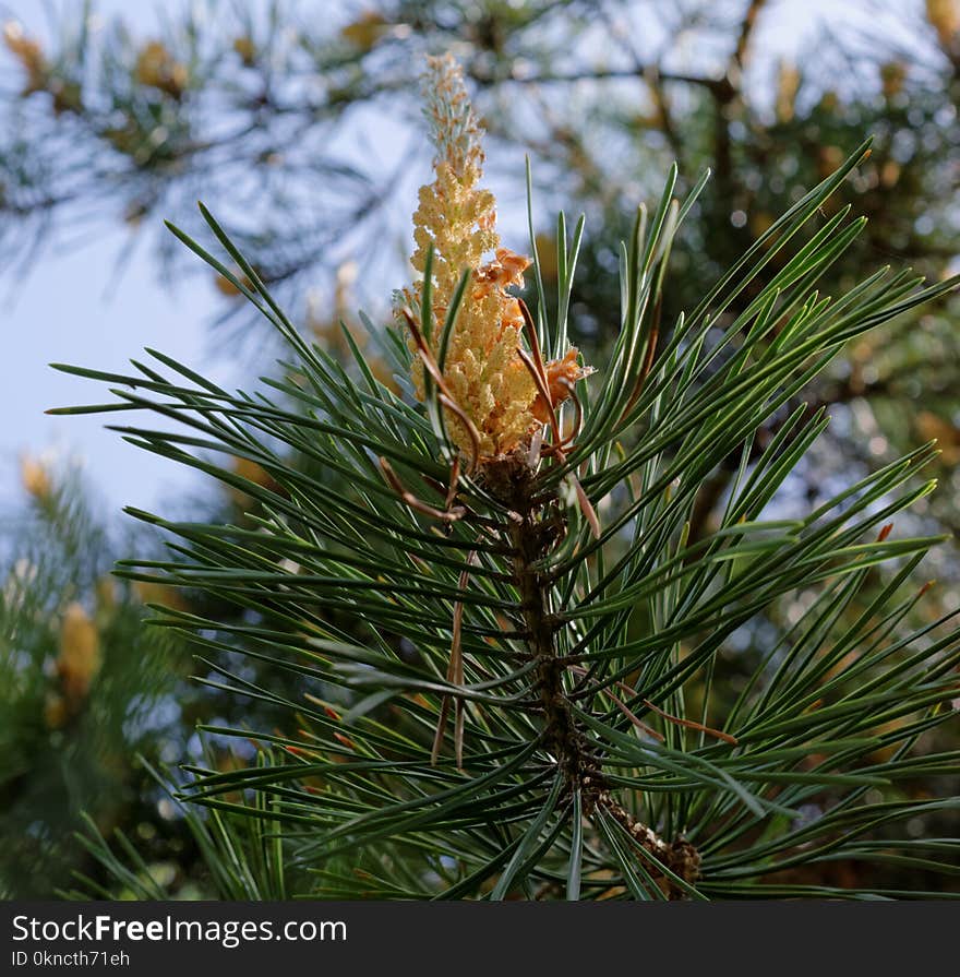 Close View of Yellow Flowering Tree