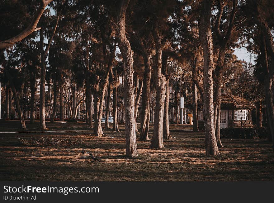 Gazebo Near Trees