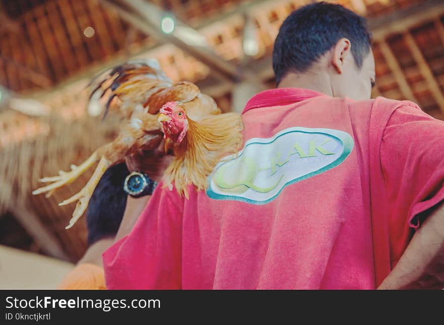 Men&#x27;s Red Top and Brown Rooster